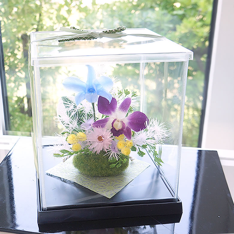 爽やかな色合いの　デンファレの花が気分も凜とさせてくれる
